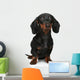 Mini Dachshund Portrait White Wall Decal