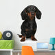 Mini Dachshund Portrait White Wall Decal
