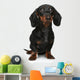 Mini Dachshund Portrait White Wall Decal