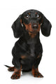 Mini Dachshund Portrait White Wall Decal
