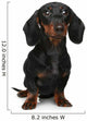 Mini Dachshund Portrait White Wall Decal