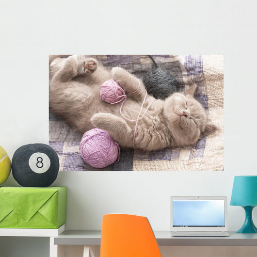 British Kitten Sleeping