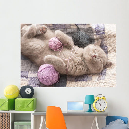 British Kitten Sleeping