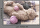 British Kitten Sleeping