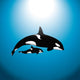 Orca Whale With Baby Wall Mural