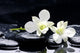 Therapy Stones with Orchid