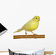 Yellow Canary Serinus Canaria