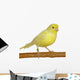 Yellow Canary Serinus Canaria