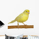 Yellow Canary Serinus Canaria