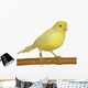 Yellow Canary Serinus Canaria
