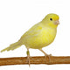 Yellow Canary Serinus Canaria