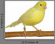 Yellow Canary Serinus Canaria