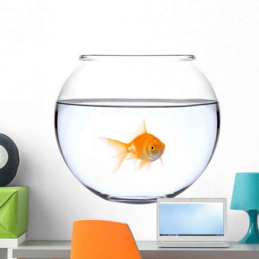 a golden fish in a bowl Wall Decal