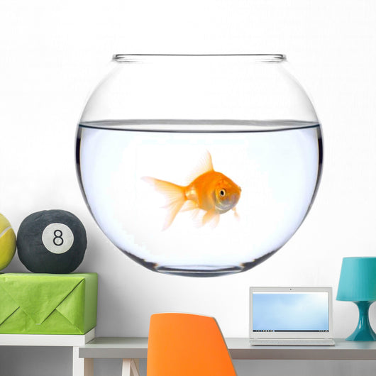 a golden fish in a bowl Wall Decal