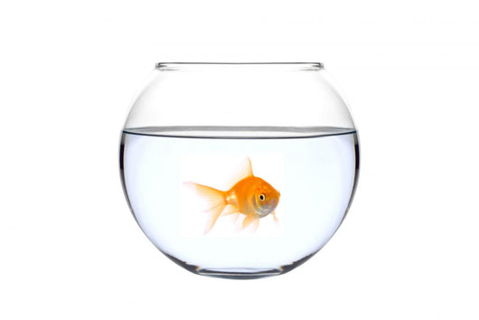 a golden fish in a bowl Wall Decal