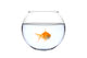 a golden fish in a bowl Wall Decal