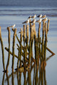 Gaviotas