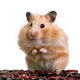 Hamster Wall Decal