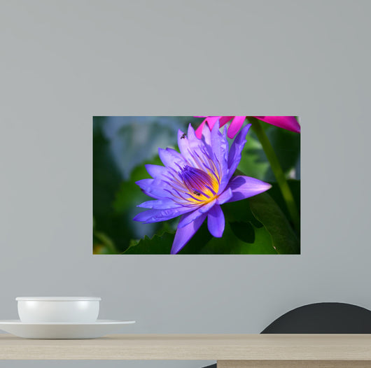 Violet Lotus