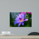Violet Lotus