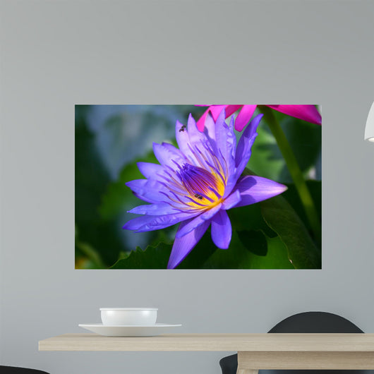 Violet Lotus