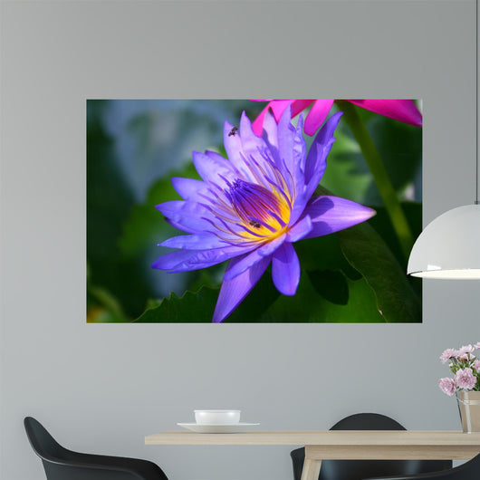 Violet Lotus