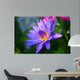 Violet Lotus