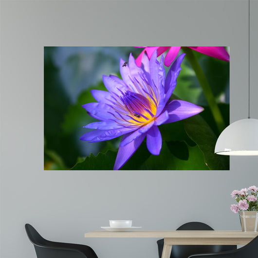 Violet Lotus