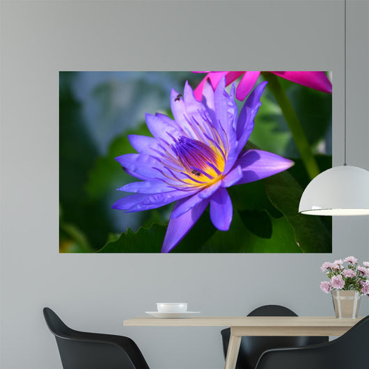 Violet Lotus