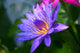 Violet Lotus