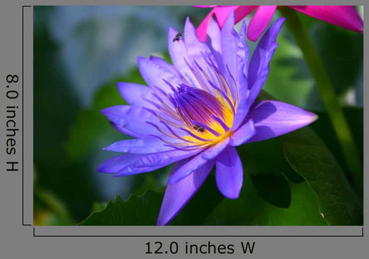 Violet Lotus
