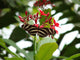 Zebra Longwing Butterfly Wall Mural