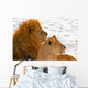 Lion Couple Lying in the Snow Wall Mural