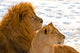 Lion Couple Lying in the Snow Wall Mural