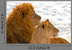 Lion Couple Lying in the Snow Wall Mural