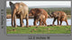 Elephants Waterhole Wall Mural