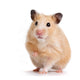 Pet Decals - Hamster Wall Decal