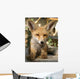 Fox Cub Wall Mural
