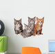 Four Main Coon Cittens