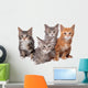 Four Main Coon Cittens