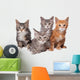 Four Main Coon Cittens