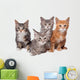Four Main Coon Cittens