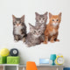 Four Main Coon Cittens