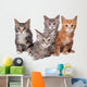 Four Main Coon Cittens