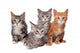 Four Main Coon Cittens