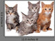 Four Main Coon Cittens