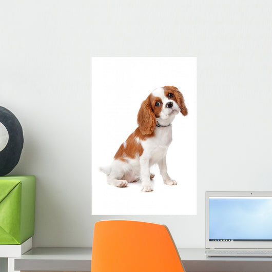 Cavalier King Charles Spaniel