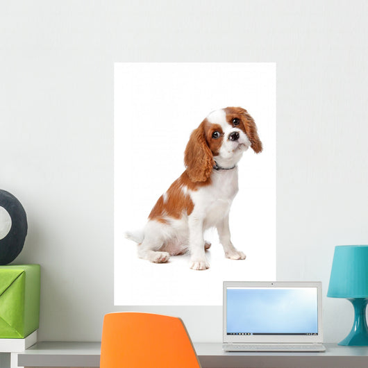 Cavalier King Charles Spaniel