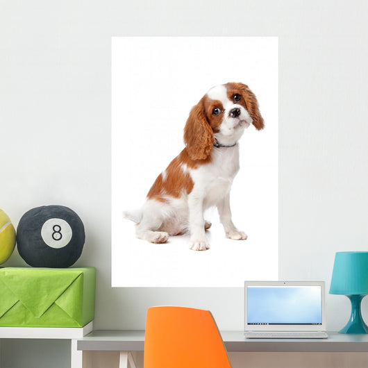Cavalier King Charles Spaniel