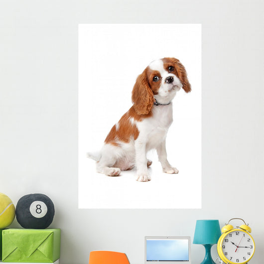 Cavalier King Charles Spaniel